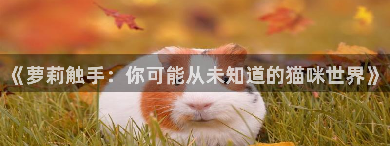 漫蛙2漫画(官网)：《萝莉触手：你可能从未知道的猫咪世界》